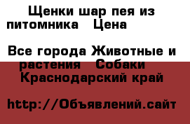 Щенки шар-пея из питомника › Цена ­ 15 000 - Все города Животные и растения » Собаки   . Краснодарский край